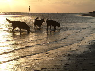 Drei Flat Coated Retriever beim Sonnenuntergang am Strand