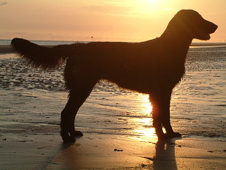 Cara Mia im Sonnenuntergang am Strand