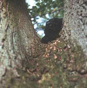 Man sieht einen Flat Kopf in einer Baumgabel.