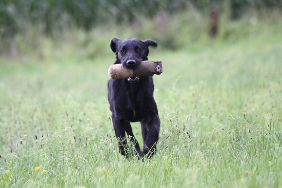 Amata Gioia, Flat Coated Retriever mit Dummy