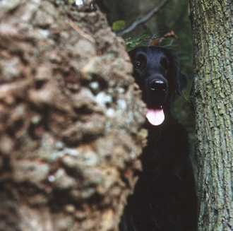 Zwischen einem Felsen und einem Baum schaut ein Hund hervor.